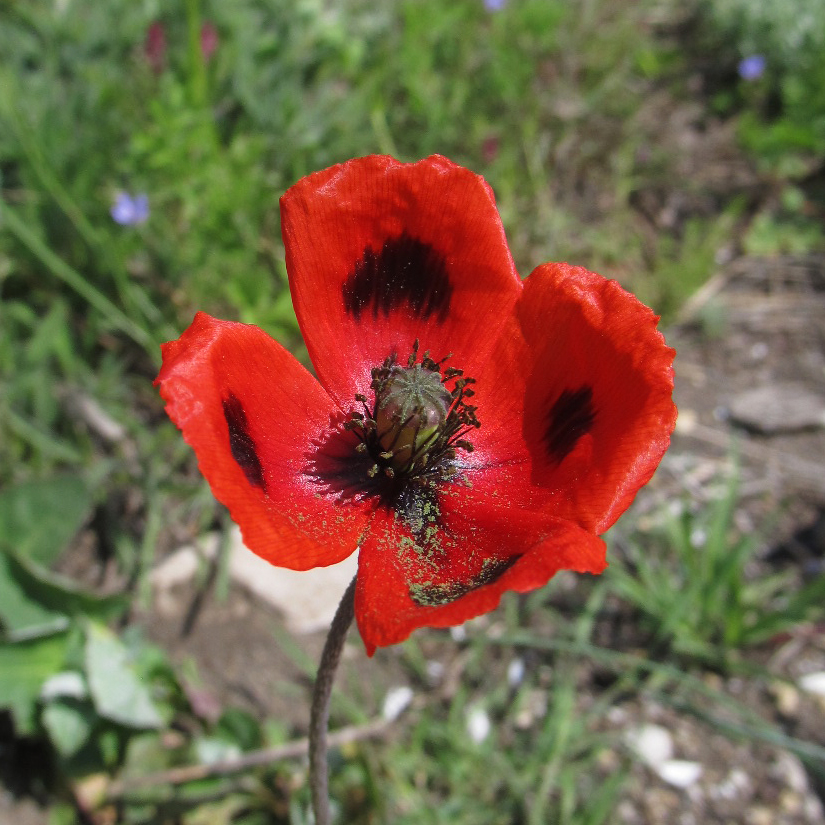 Изображение особи Papaver laevigatum.