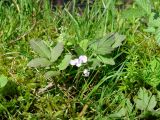 Cardamine macrophylla. Цветущее растение. Иркутская обл., Шелеховский р-н, окр. с. Шаманка, лужайка между лесом и селом. 07.07.2016.