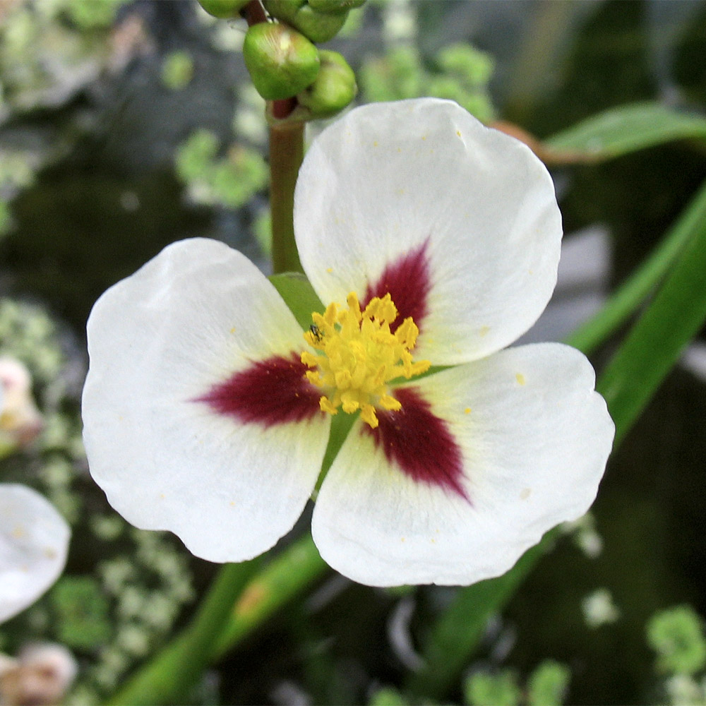 Image of Sagittaria montevidensis specimen.