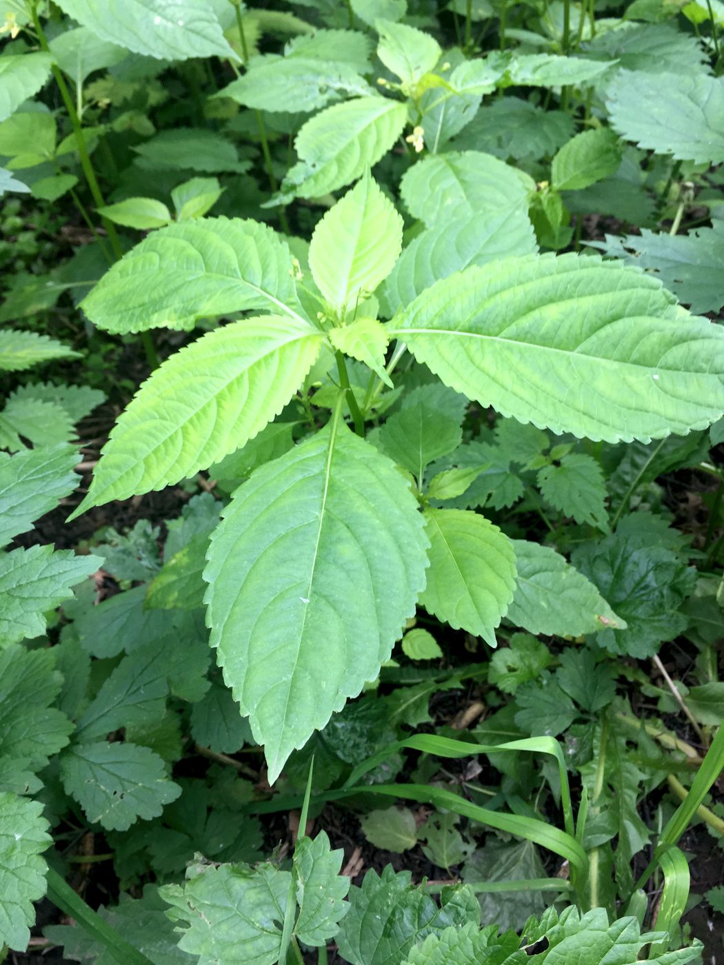 Image of Impatiens parviflora specimen.