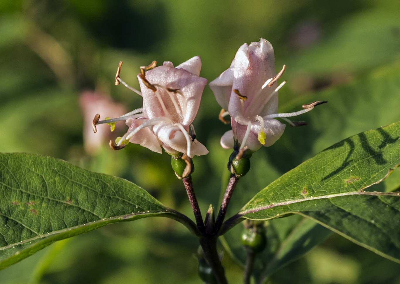 Image of Lonicera orientalis specimen.