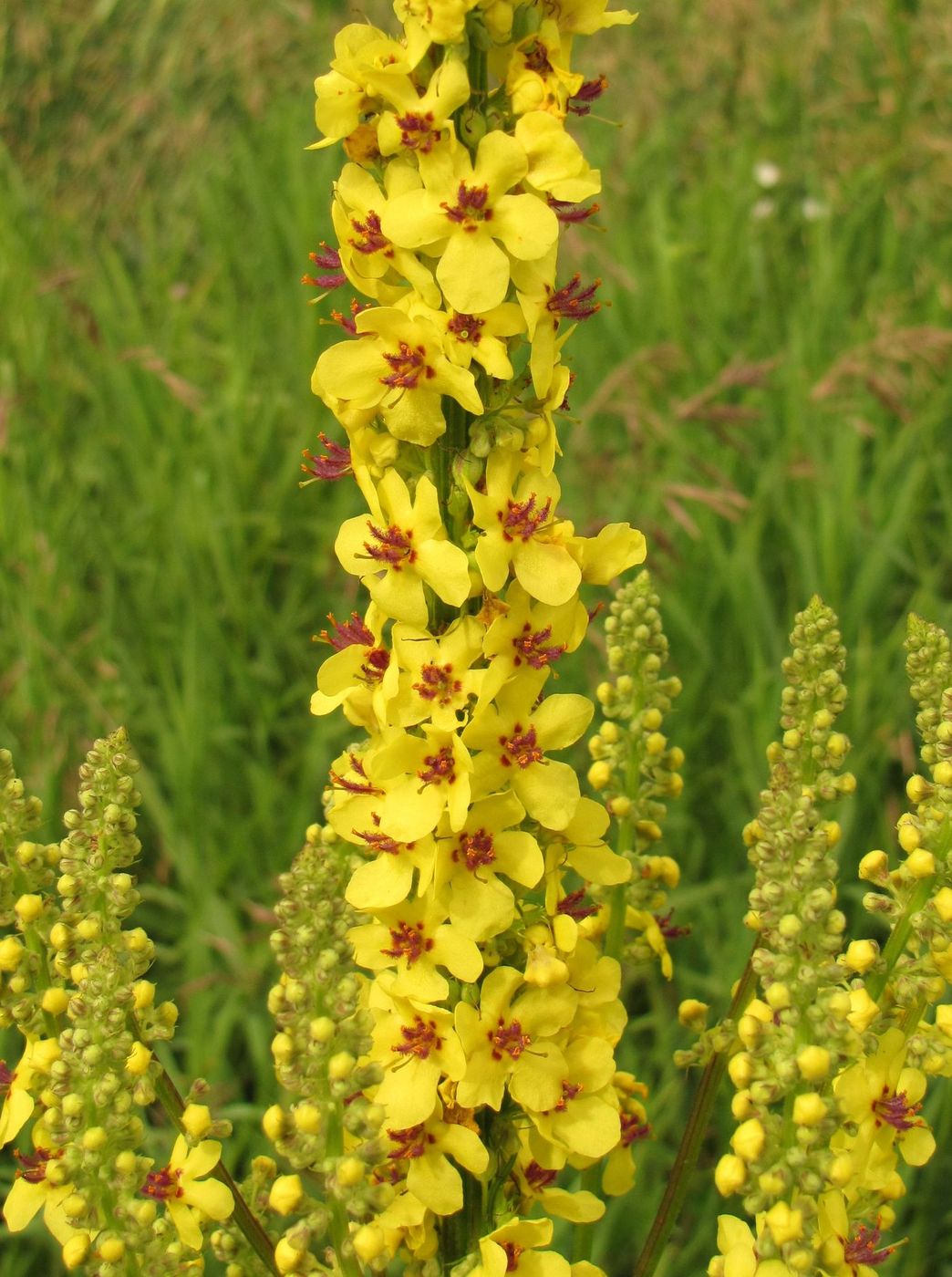 Коровяк черный (Verbascum nigrum)