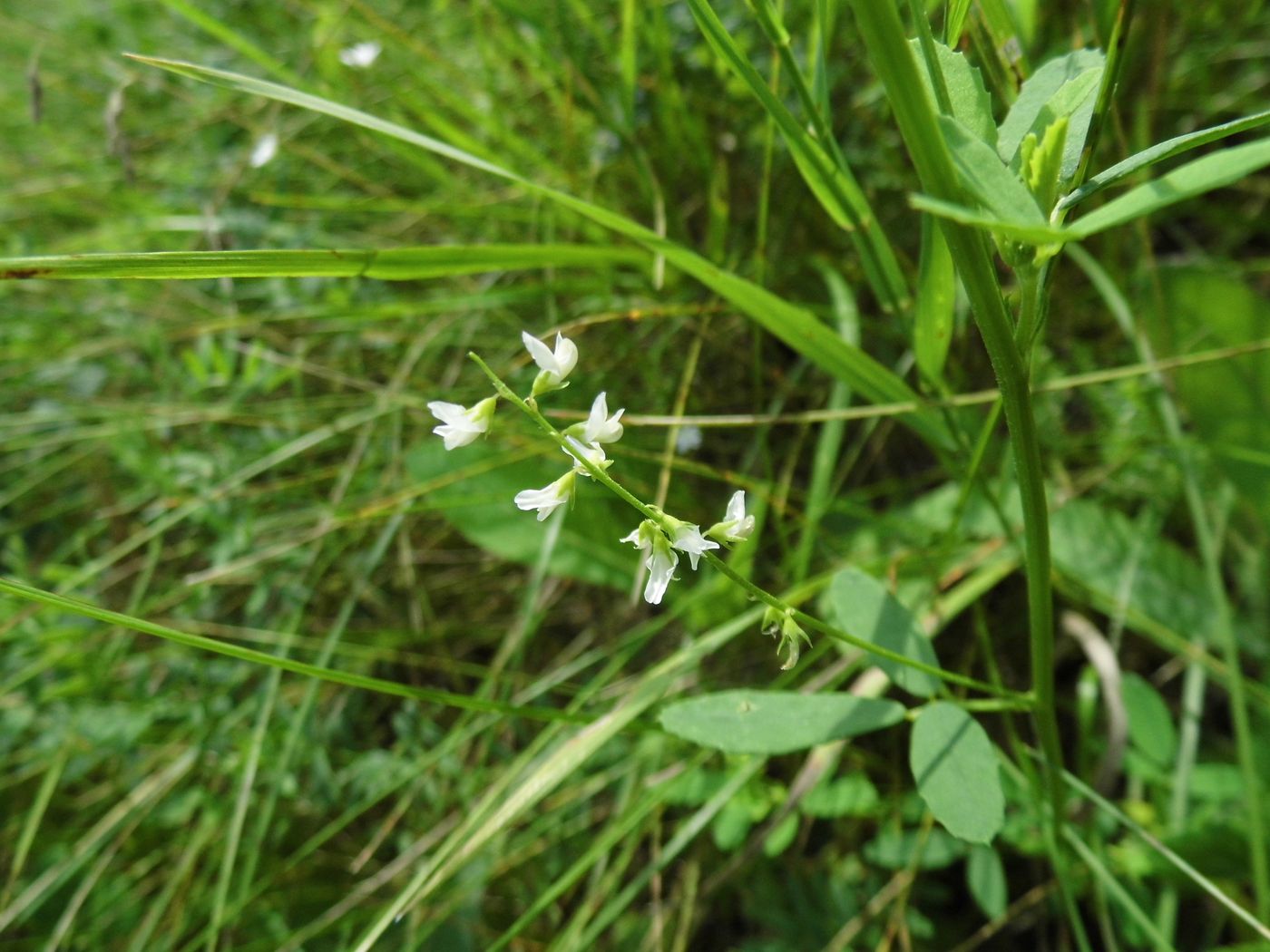 Image of Melilotus albus specimen.