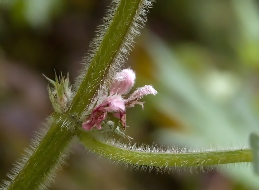 Изображение особи Leonurus quinquelobatus.