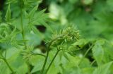 Смотреть изображение Aruncus dioicus