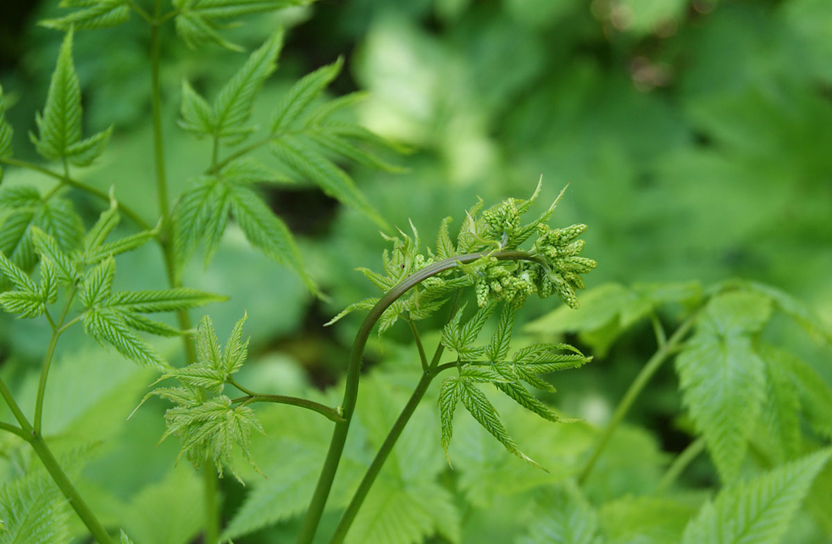 Image of Aruncus dioicus specimen.