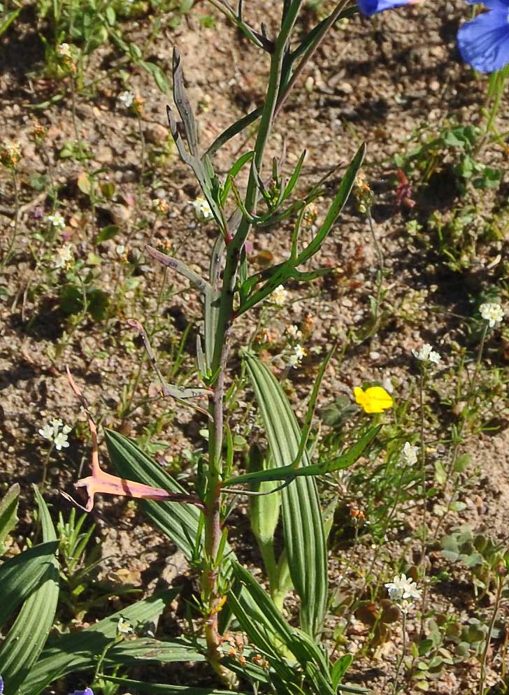 Image of Heliophila coronopifolia specimen.