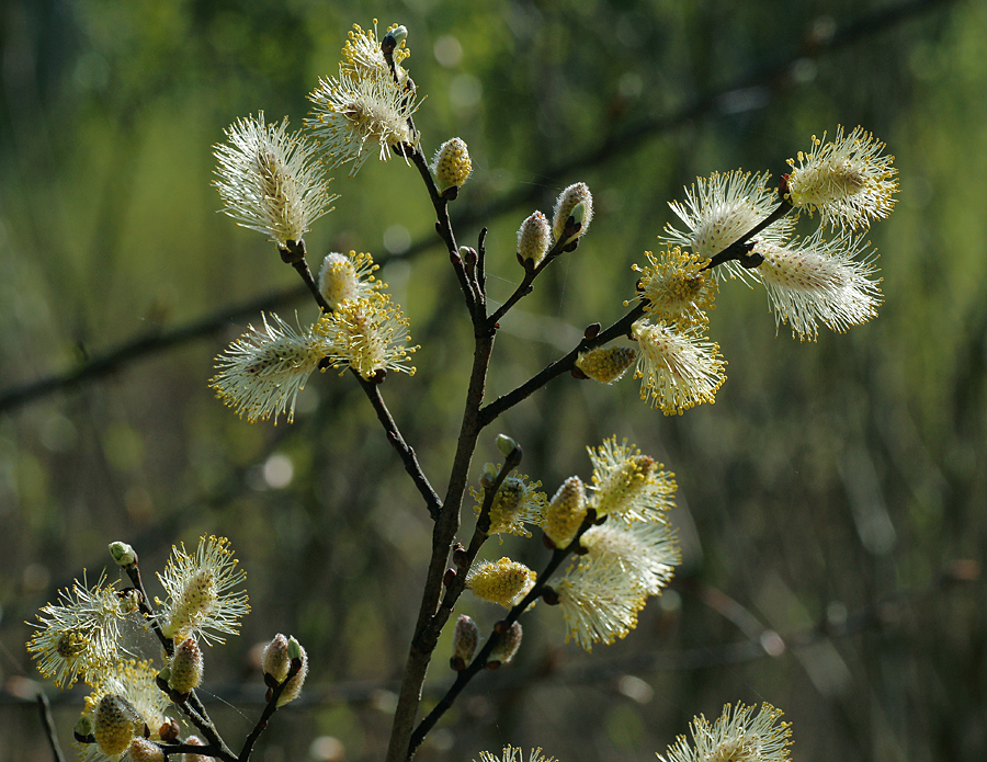 Image of Salix caprea specimen.