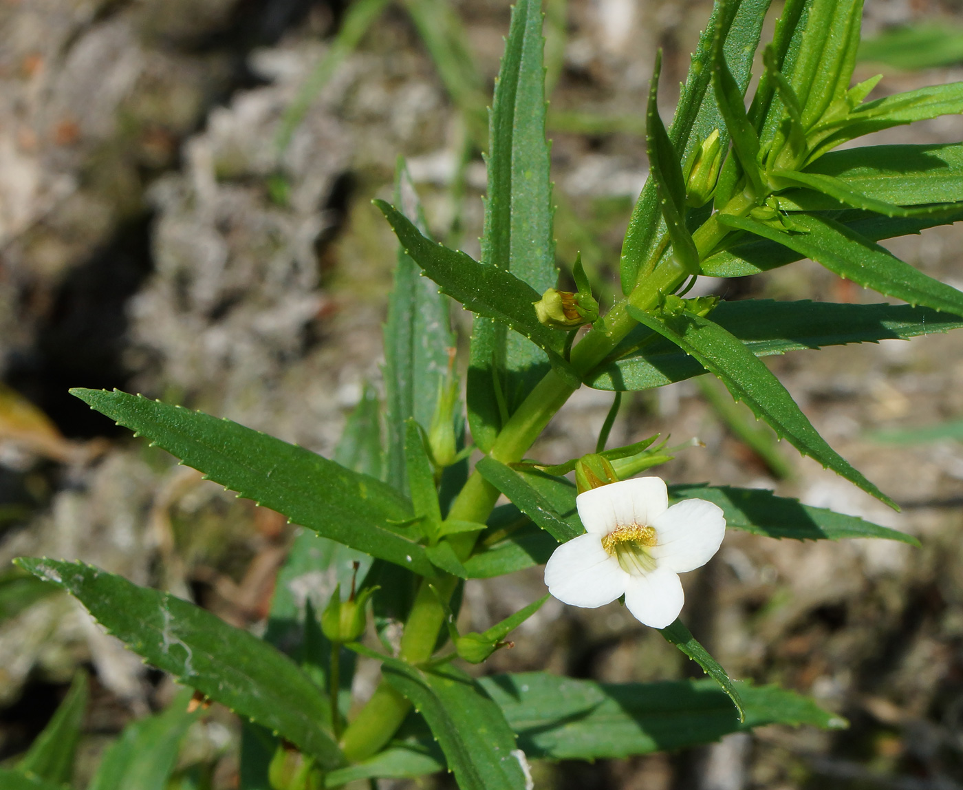 Image of Gratiola officinalis specimen.