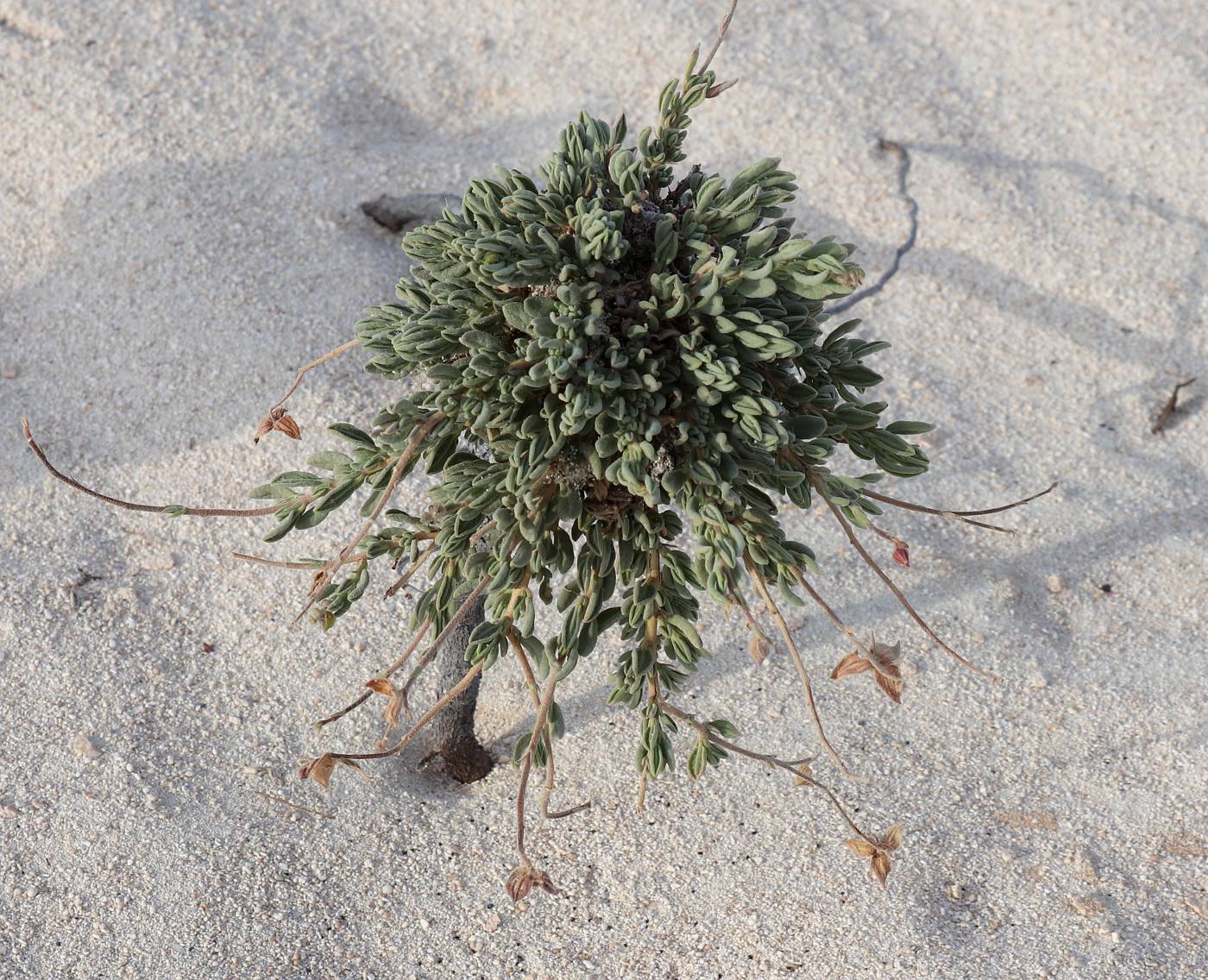 Image of Helianthemum stipulatum specimen.