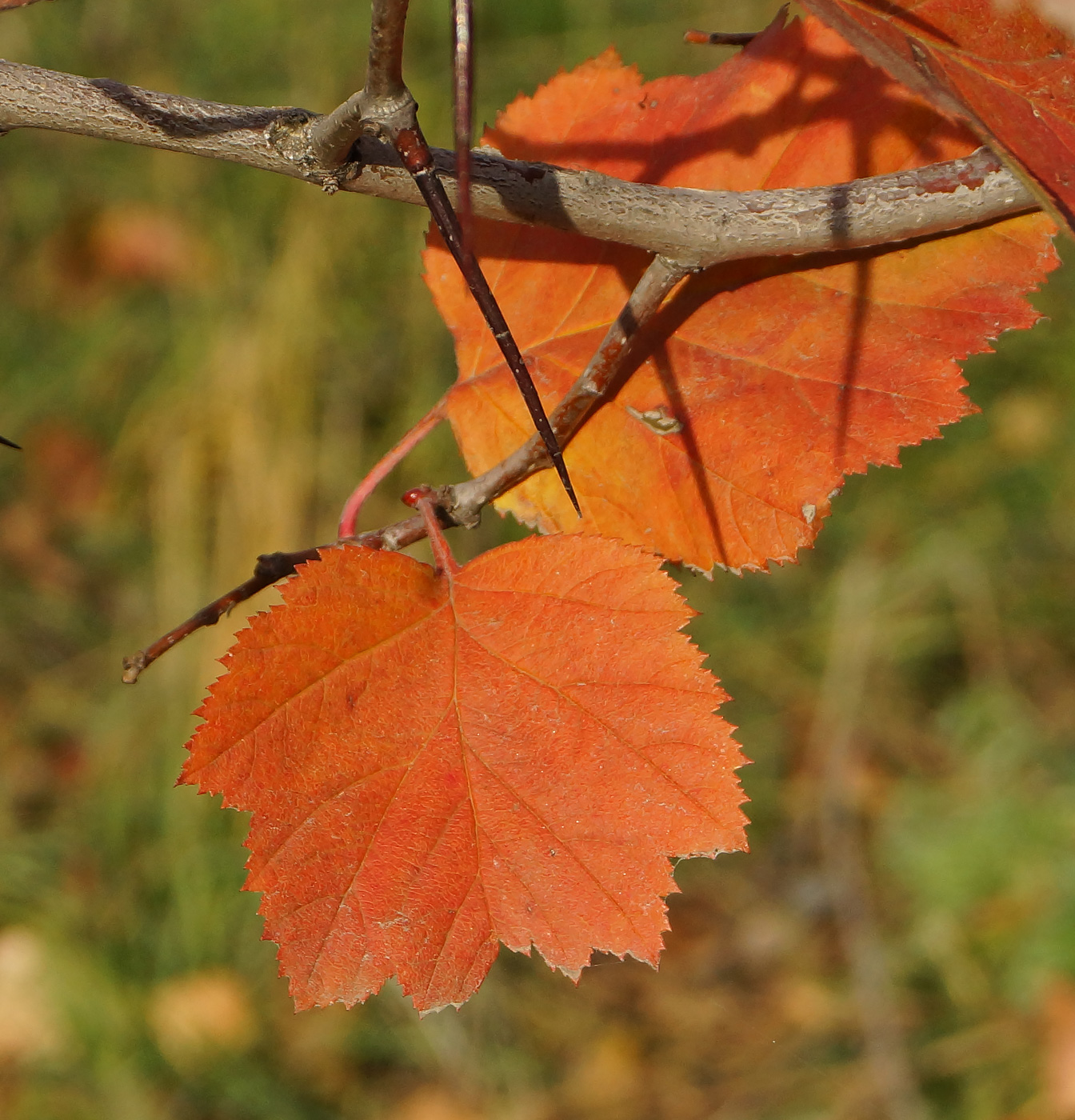 Image of Crataegus submollis specimen.