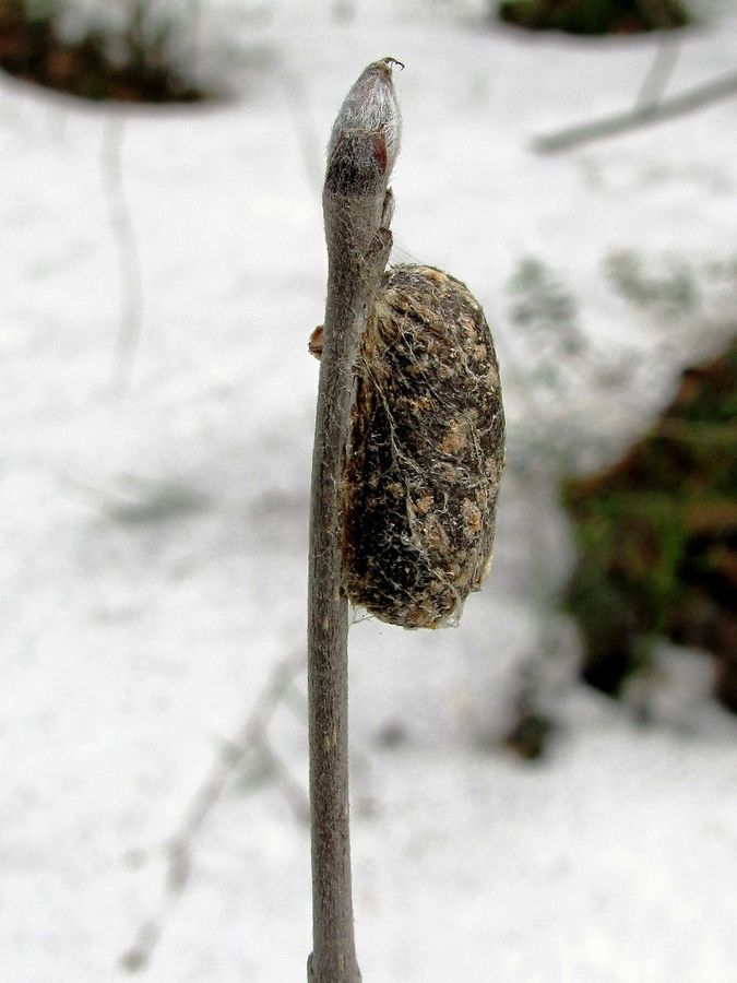 Image of Sorbus aucuparia specimen.