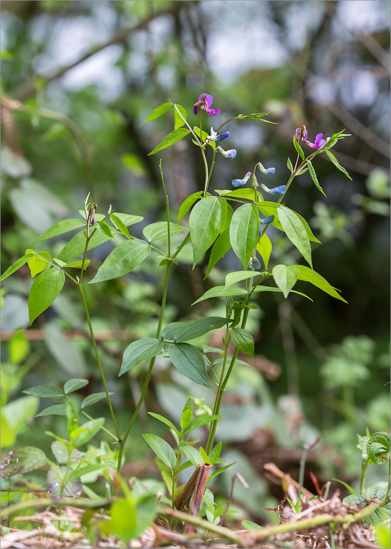 Изображение особи Lathyrus vernus.