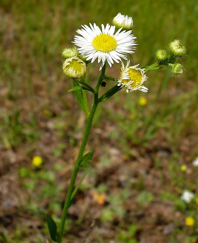 Image of Erigeron annuus specimen.