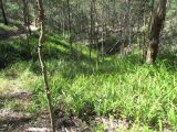 Nephrolepis cordifolia. Растения под пологом леса. Австралия, г. Брисбен, гора Маунт Кут-та. 28.08.2016.