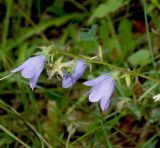 Campanula hohenackeri