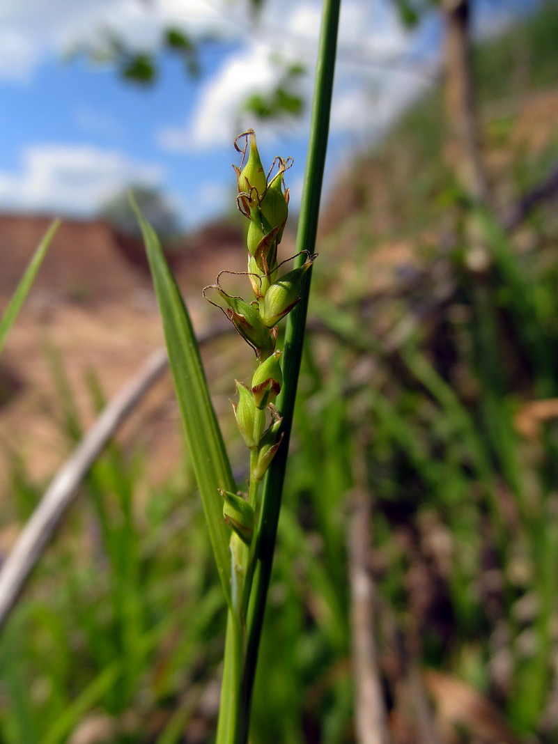 Image of Carex pilosa specimen.