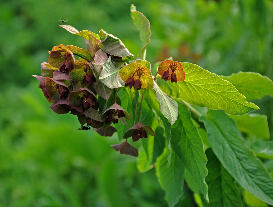 Image of Euphorbia oblongifolia specimen.