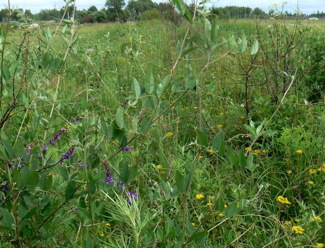 Изображение особи Vicia pseudorobus.