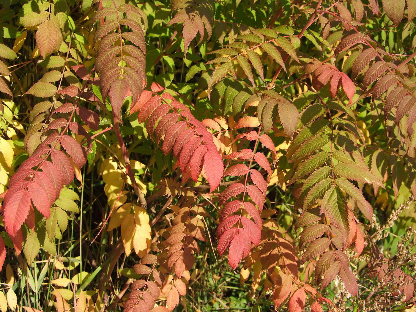 Image of Sorbaria sorbifolia specimen.