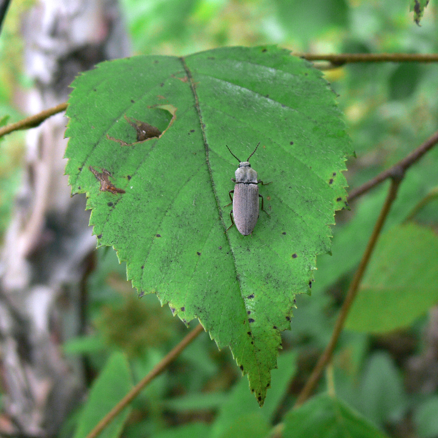 Image of Betula dauurica specimen.