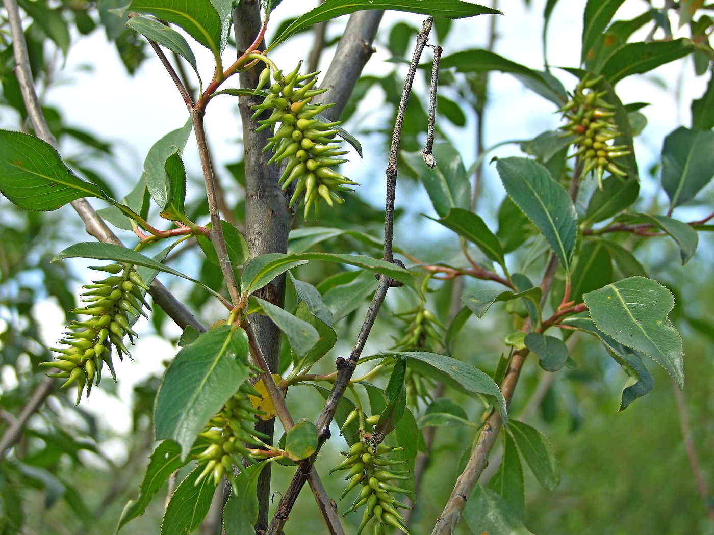 Image of Salix pseudopentandra specimen.