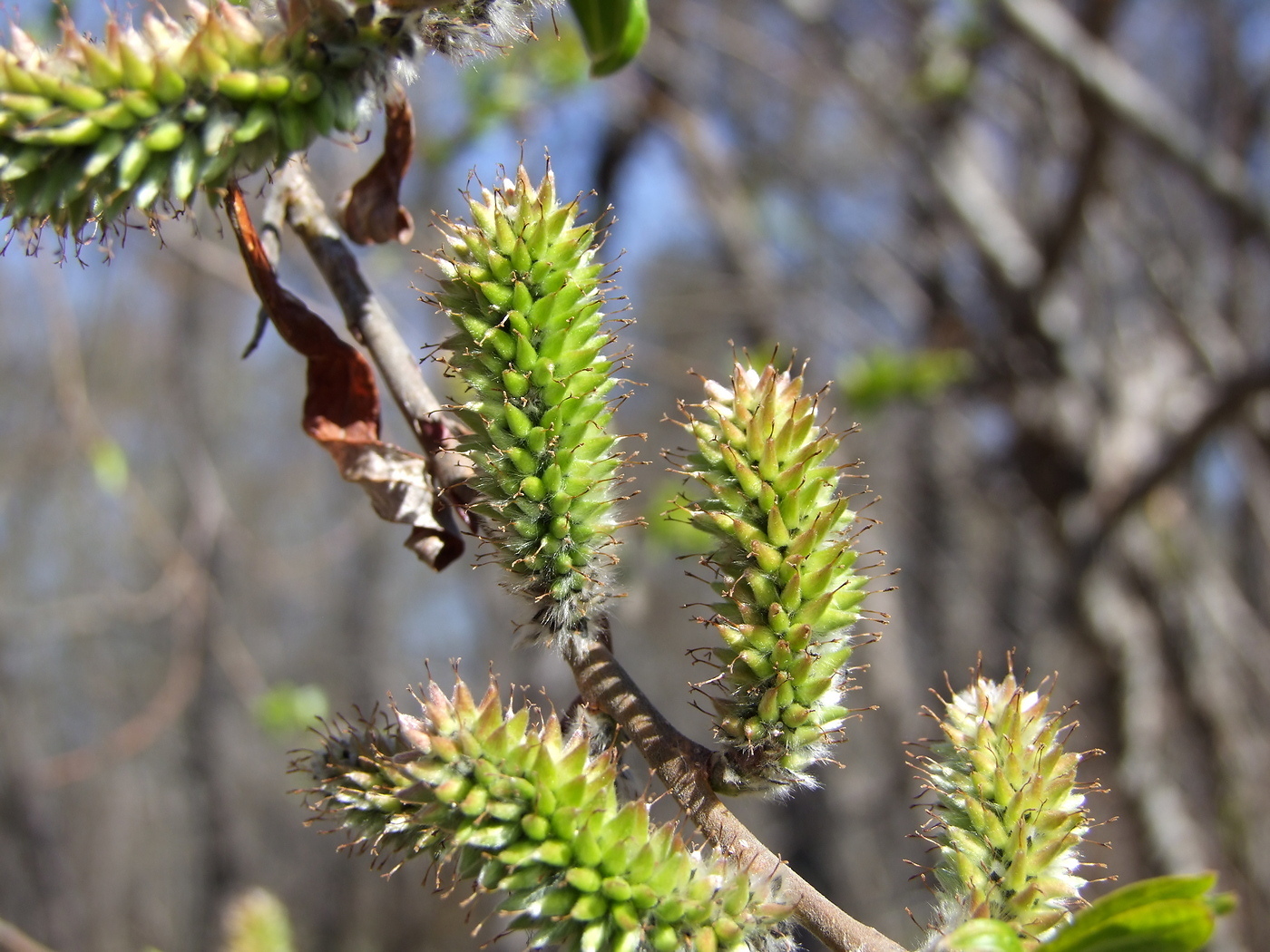 Image of Salix schwerinii specimen.