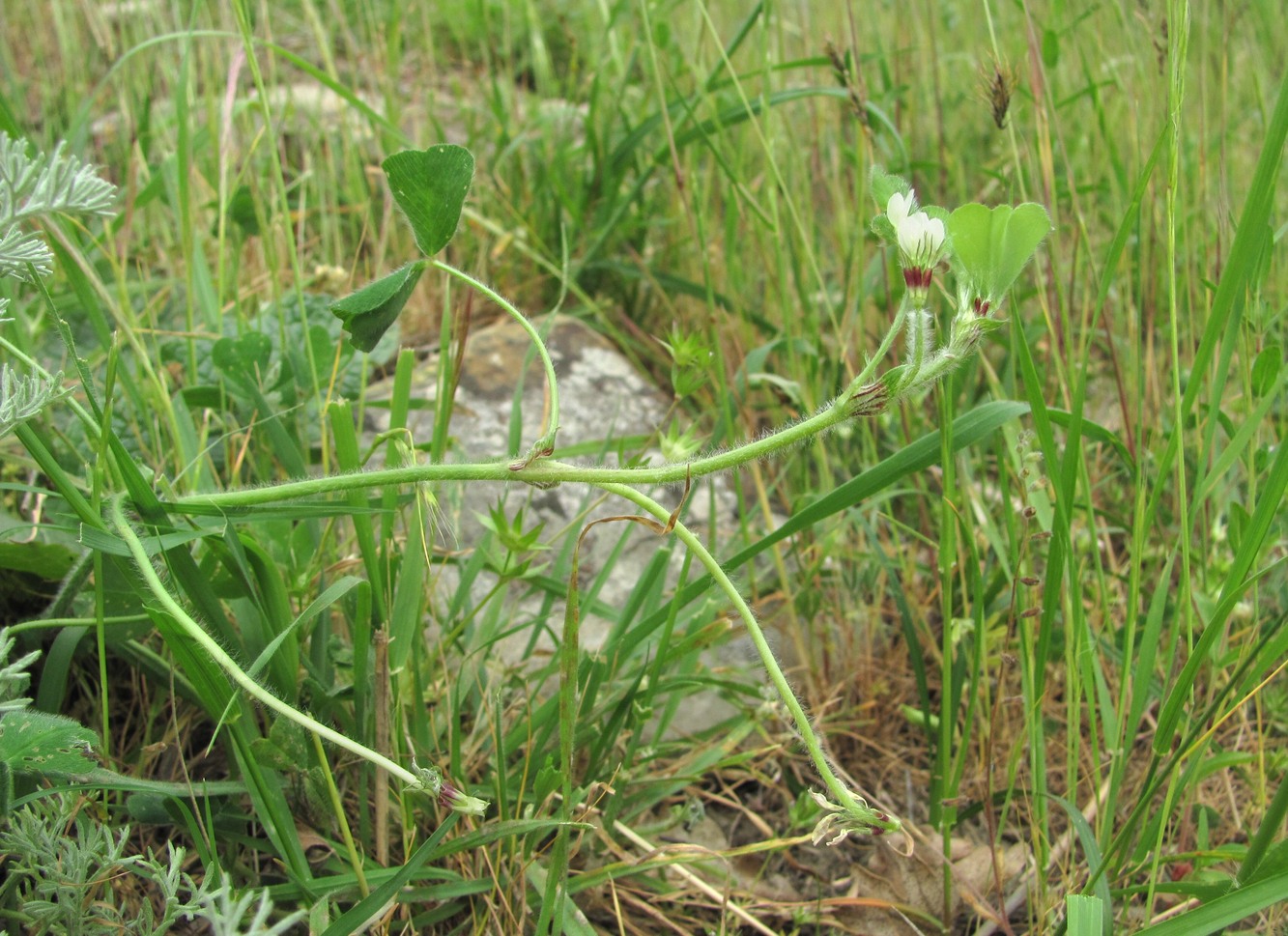 Изображение особи Trifolium subterraneum.