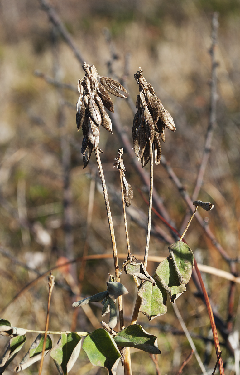 Изображение особи Astragalus frigidus.