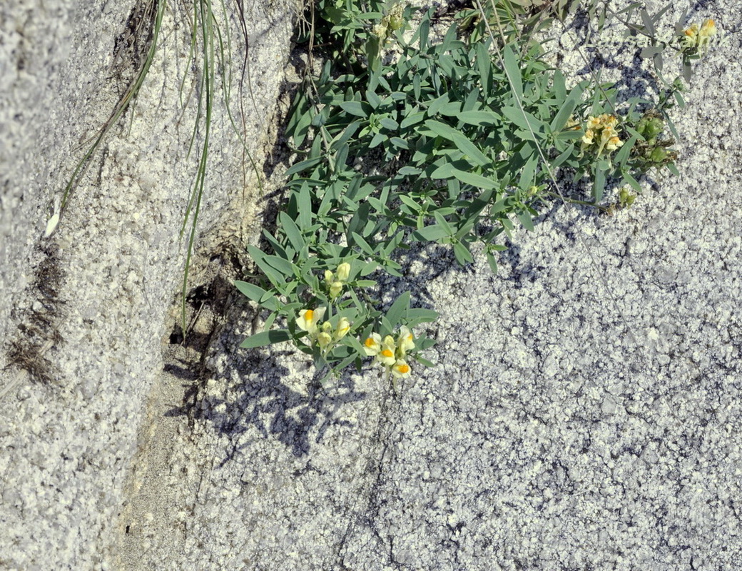 Image of Linaria japonica specimen.