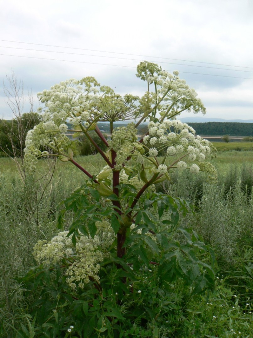 Image of Angelica dahurica specimen.