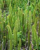 Equisetum telmateia