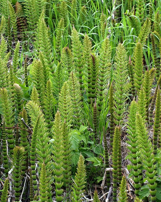 Image of Equisetum telmateia specimen.