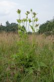 Cirsium oleraceum. Цветущее растение. Ленинградская обл., Ломоносовский р-н, окр. дер. Глядино, разнотравно-злаковый суходольный луг. 22.07.2018.