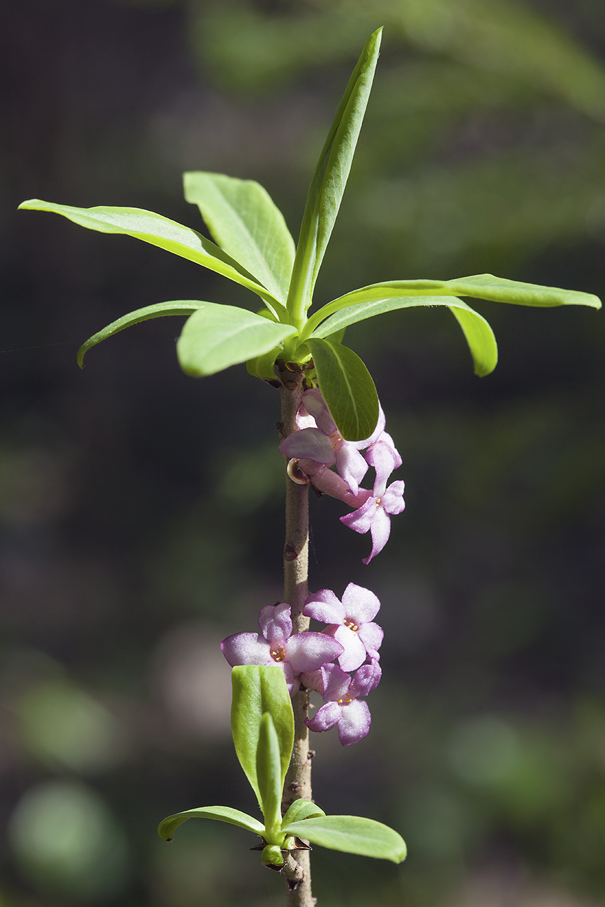 Image of Daphne mezereum specimen.