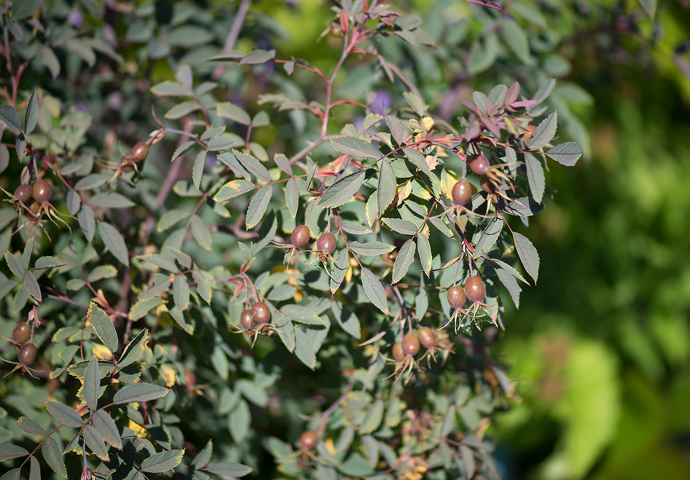 Изображение особи Rosa glauca.