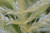 Cirriphyllum piliferum