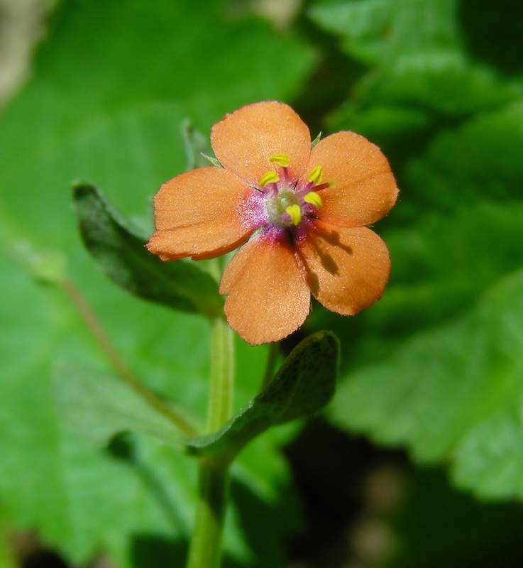 Изображение особи Anagallis arvensis.