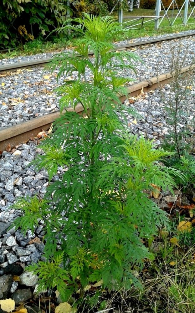 Image of Ambrosia artemisiifolia specimen.