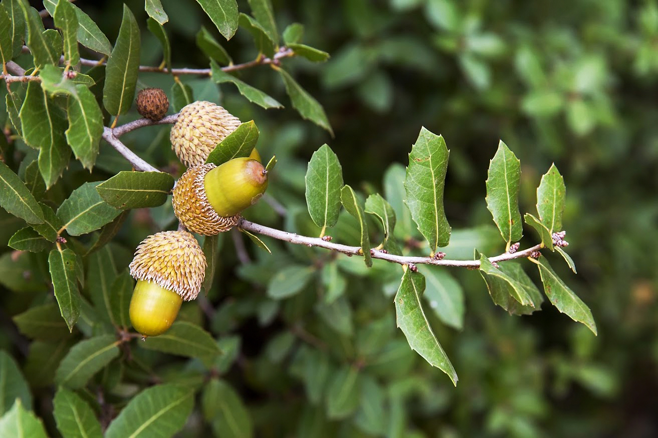 Image of Quercus coccifera specimen.