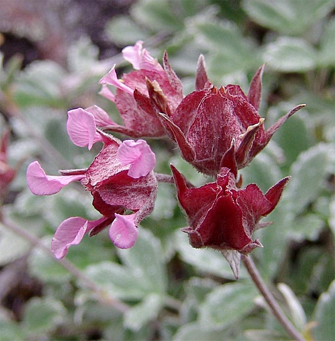 Изображение особи Potentilla divina.