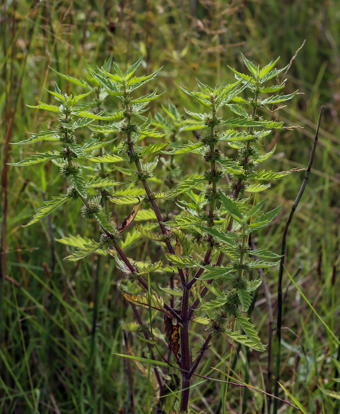 Изображение особи Lycopus europaeus.