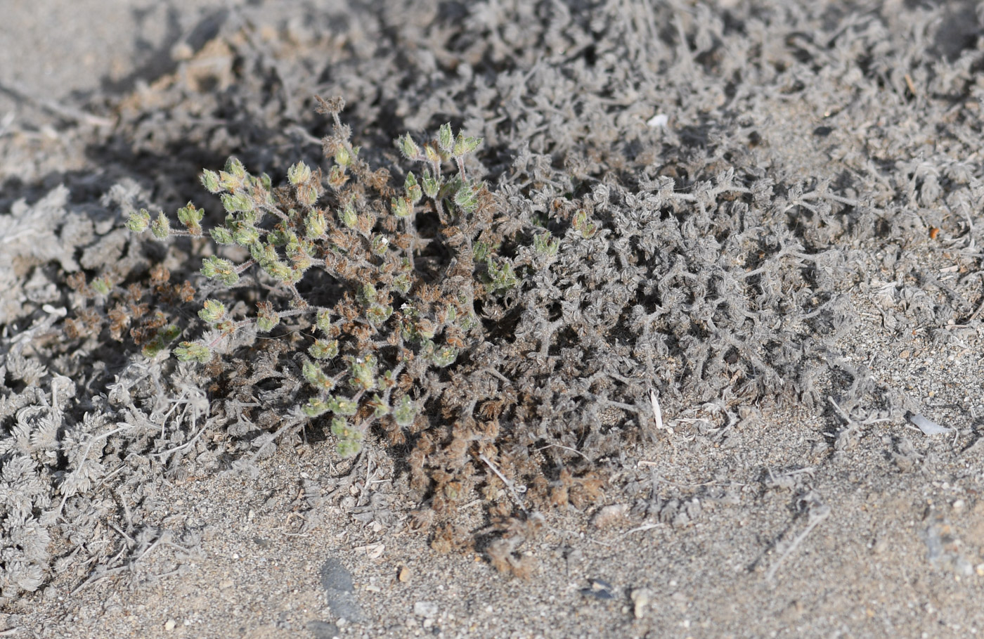 Изображение особи Tiquilia paronychioides.