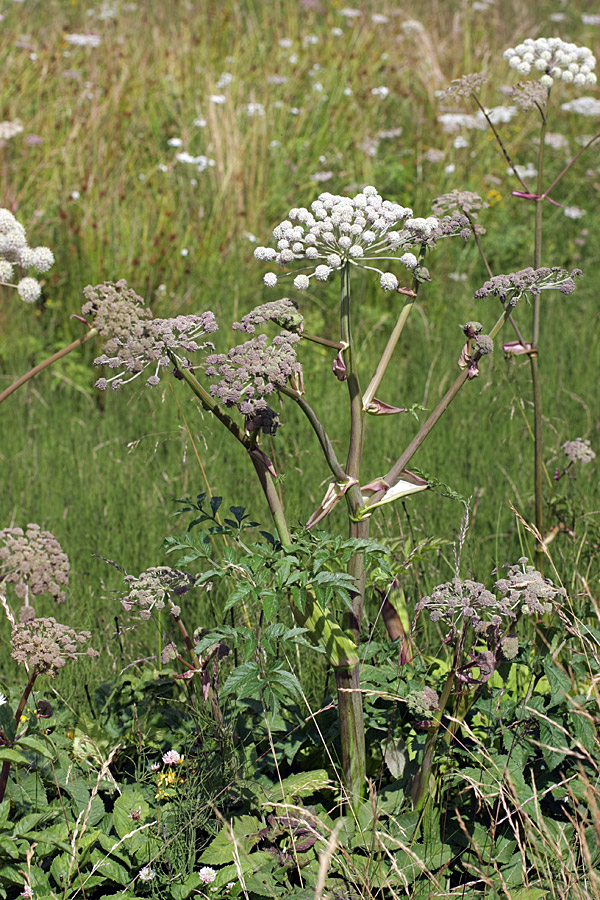 Image of Angelica sylvestris specimen.