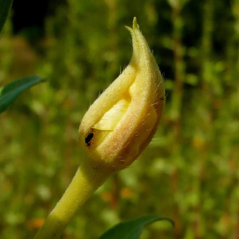 Изображение особи Oenothera depressa.