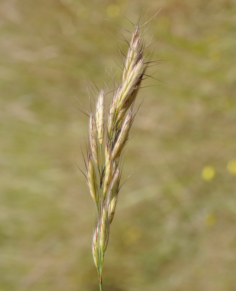 Изображение особи род Bromus.