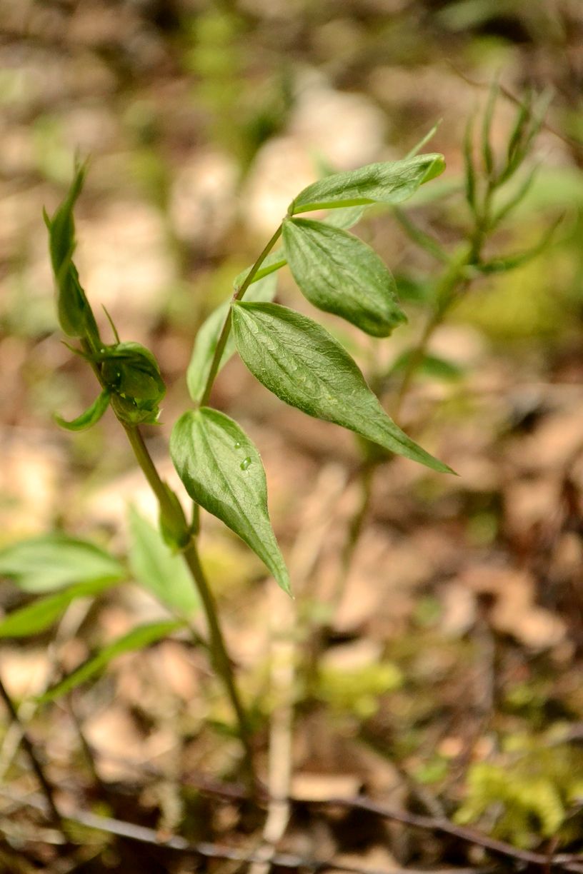 Изображение особи Lathyrus vernus.