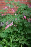 Dicentra spectabilis