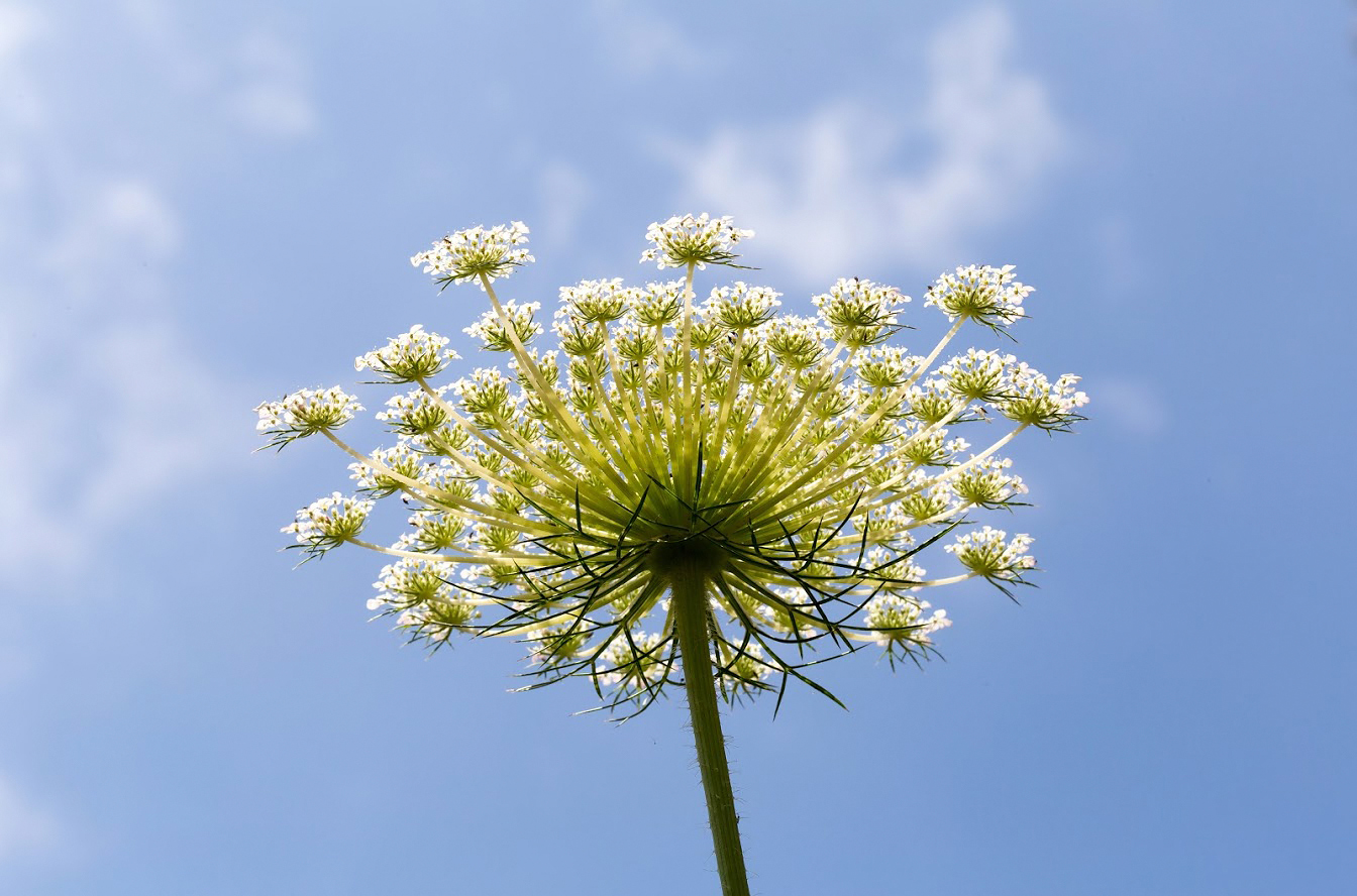 Изображение особи Daucus carota.