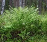 Athyrium filix-femina. Взрослое растение. Пермский край, Оханский р-н, Тулумбаихинское сельское поселение, Кунчурихинский бор, окр. оз. Белое, смешанный лес. 15.08.2020.